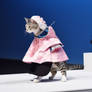 Cat wearing clothes on podium. Fashion show