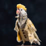 Stylish cockatiel. Fashion photoshoot