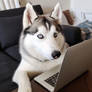 Husky dog working on laptop