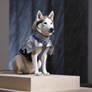 Husky dog in fashion clothes. Fashion show