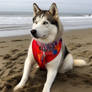 Husky dog on seashore. Wearing red clothes