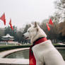 White husky dog in Chinese park. Photography