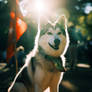 Husky dog in a park in sunny day