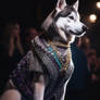 Husky dog wearing shiny fashion clothes