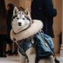 Husky dog wearing fashion winter jacket