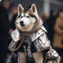 Husky dog wearing shiny fashion clothes