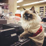 Ragdoll cat as a cashier, in grocery store