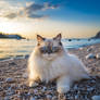 Ragdoll cat chilling on seashore