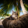 Cat chilling under palm trees on a beach