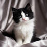 Black and white fluffy kitten. Portrait photo