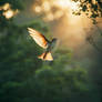 Hummingbird in tropical forest during dawn