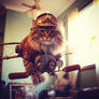 Cat test pilot flies aircraft