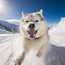 Husky dog running on snow