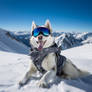 Husky dog in sunglasses on snowy mountain