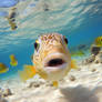 Close-up photo of amazed yellow fish underwater