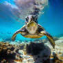 Close-up photo of turtle under water surface