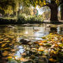 Ducks swimming in river in autumn