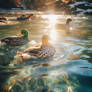 Ducks in water at sunset