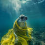 Funny looking whale in clothes and snorkeling mask