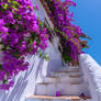 Purple flowers on white Greek building, in summer