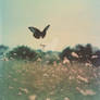 Butterfly flying over field of flowers, in summer