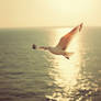 Seagull flies over sea. Free wallpaper