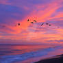 Flock of birds flies over sea at colourful sunset
