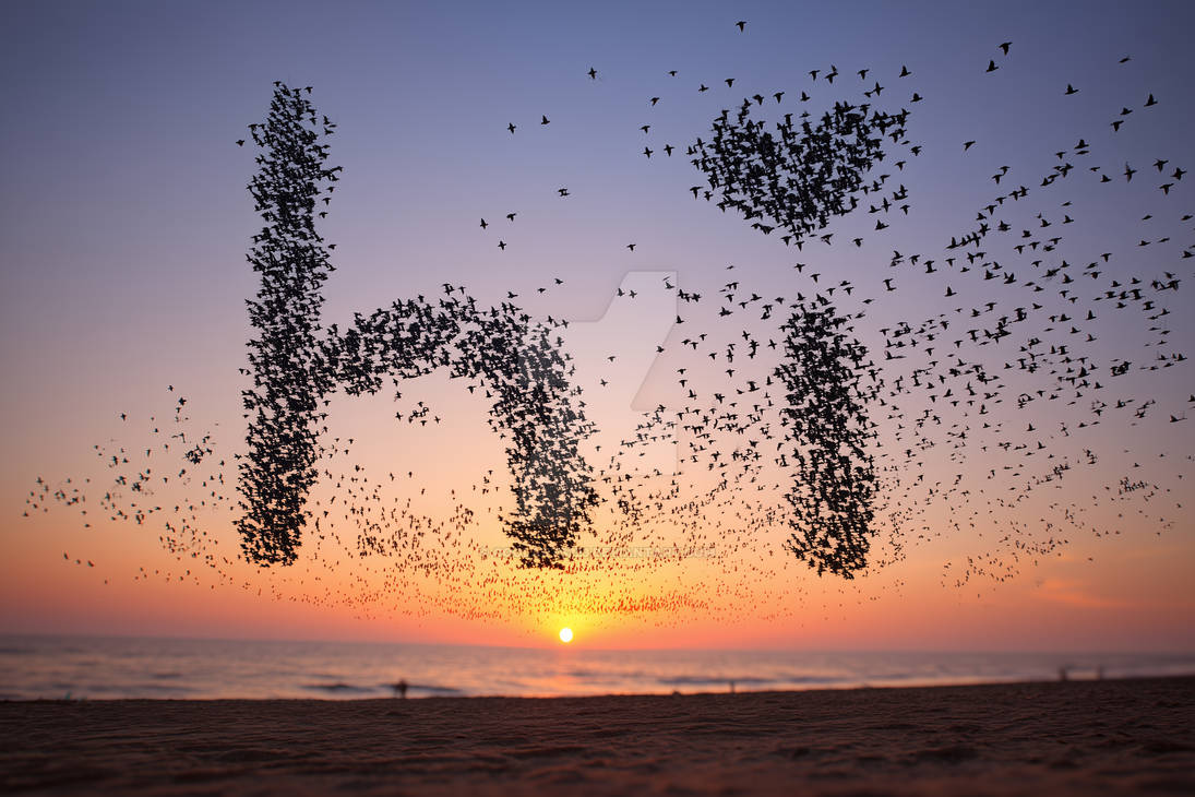 Word Flock Word Hi made of birds flock, flying over sea by Coolarts223 on DeviantArt