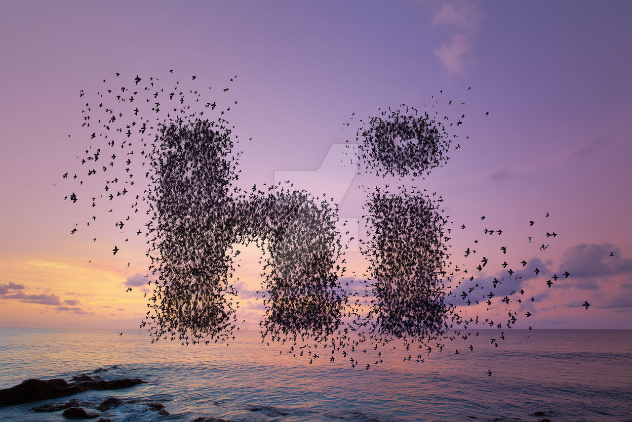 Word Flock Word Hi made of birds flock, flying over sea by Coolarts223 on DeviantArt