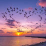 Flock of birds in shape of heart, flying over sea
