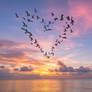 Flock of birds in shape of heart, flying over sea