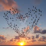 Flock of birds in shape of heart, flying over sea