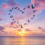 Flock of birds in shape of heart, flying over sea