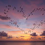 Flock of birds in shape of heart, flying over sea
