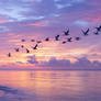 Seagulls fly over sea at colourful sunrise