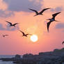 Pterodactyls or frigates birds fly over sea
