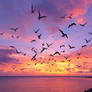 Pterodactyls or frigates birds fly over sea