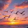 Pterodactyls or frigates birds fly over sea