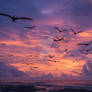 Pterodactyls or frigates birds fly over sea