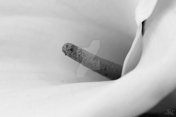 Colombia- Calla Lily BW2