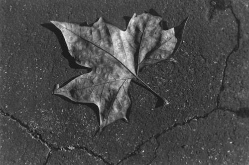 Leaf on the Cement