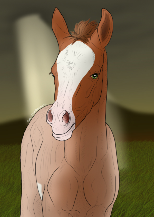 My first Nordanner Foal