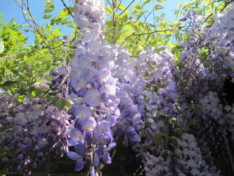 Tree flowers 2