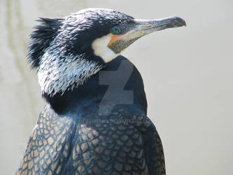 Zoo bird