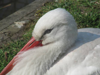 Stork