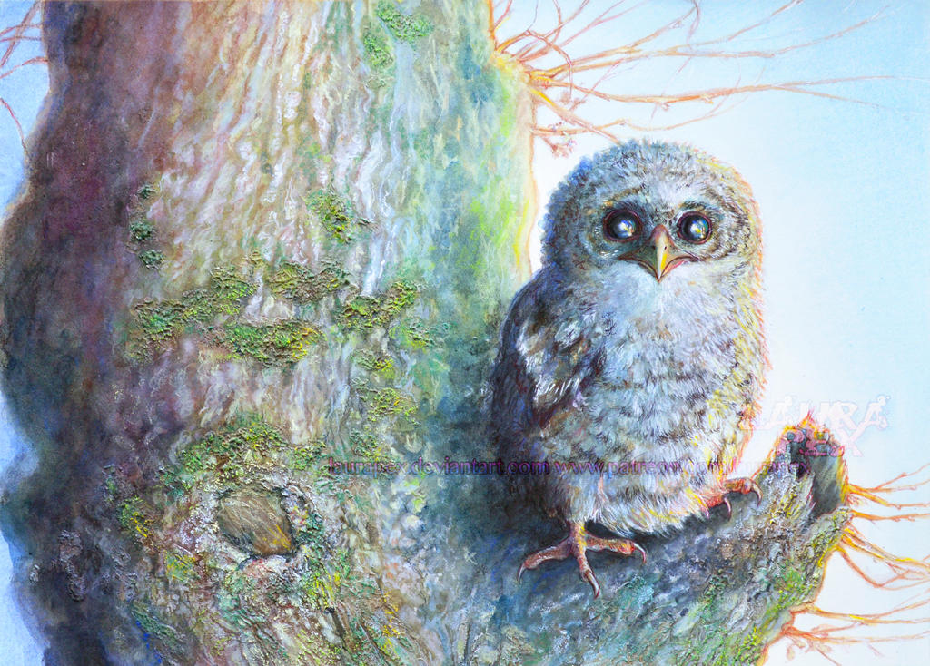 A little tawny owl by LauraPex