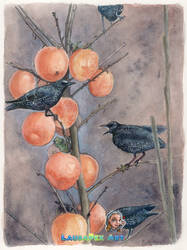Starlings on persimmon tree