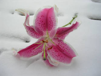 lilly in snow