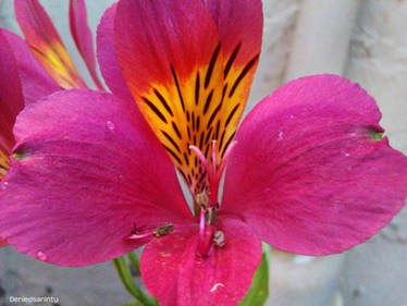 Inca Lilly 2 (Alstroemeria)