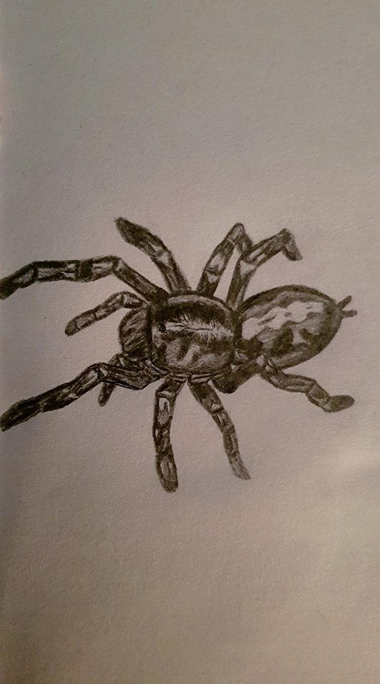 Poecilotheria Metallica tattoo by JamesMark on DeviantArt
